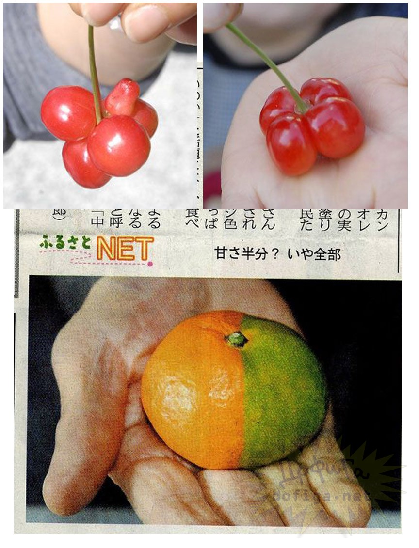 Фукушимагийн  мутант ургамал, амьтан