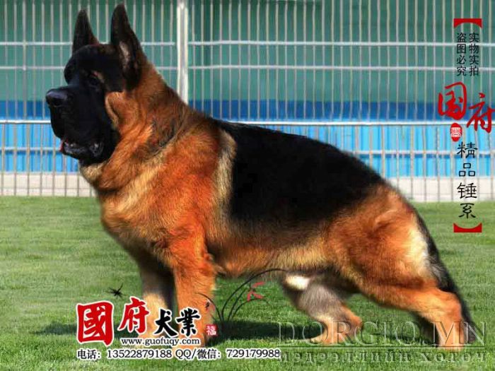Хятад аварга хоточ нохой