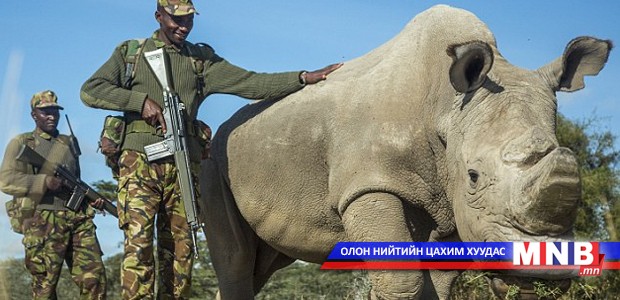 Зэвсэгт бие хамгаалагчтай цагаан хирс 43 настай