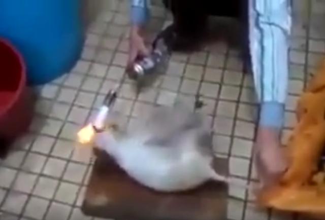 Муур амьдаар нь хуйхалж буй Хятад /бичлэг 21+/