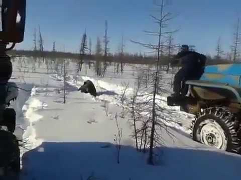Оросууд машинаараа баавгай дайрч алж буй бичлэг