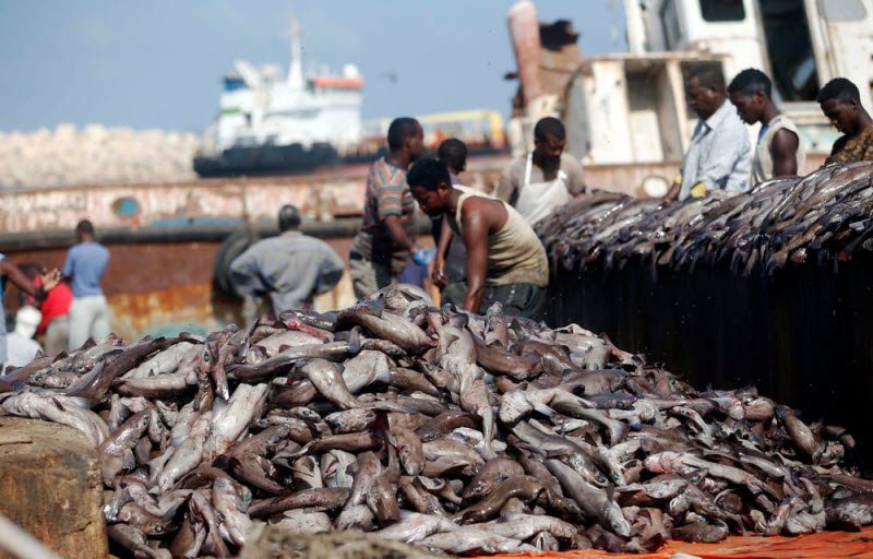 Сомалид загас агнуурын  улирал эхлэв