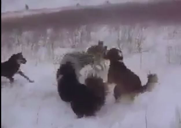 Нохойгоор чоно бариулж буй бичлэг