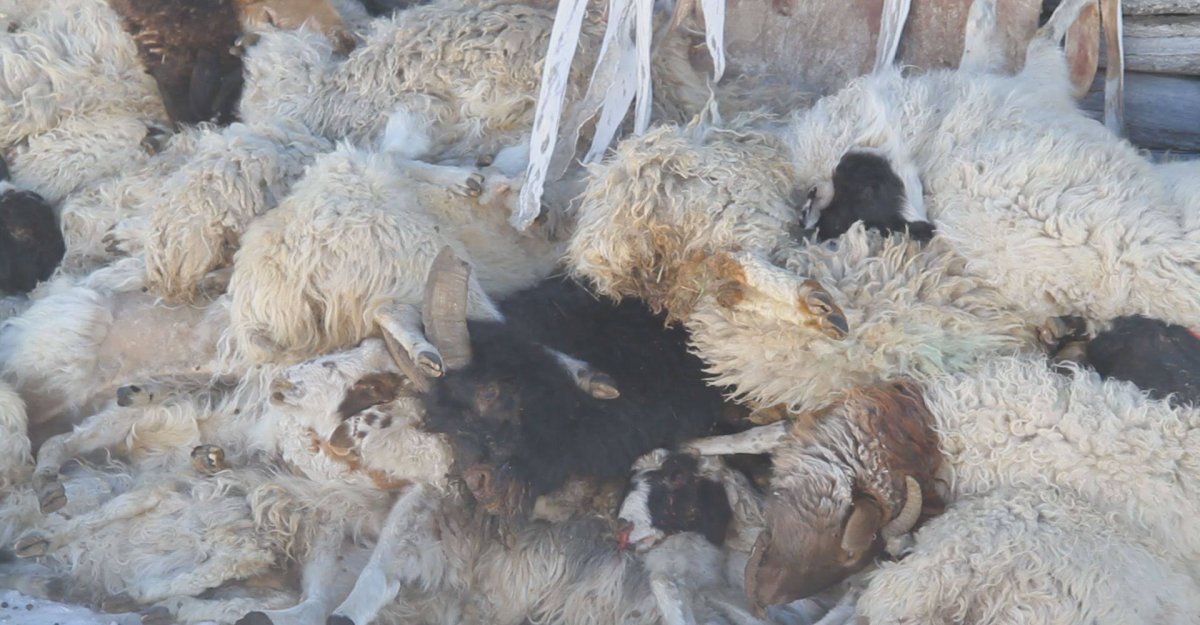 Хоттой хонь нь бие биенийхээ үсийг зулгааж идэж буй газар тусламж хэрэгтэй байна 