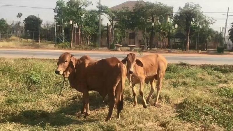 Үнээтэй загас наадуулах гэсэн эрийг баривчилжээ