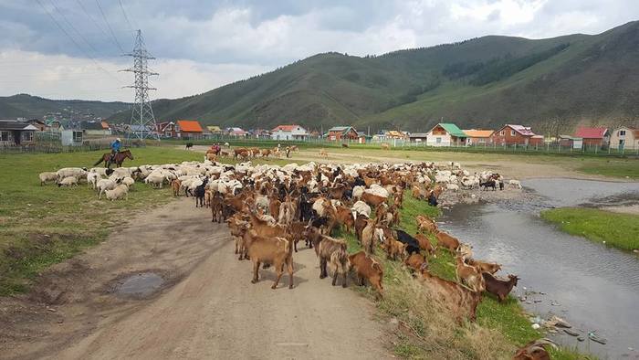 Үндсэн хуулиар хамгаалагдсан монгол сүрэгт вакцин нэртэй ус шахаж байна, Ерөнхийлөгч өө