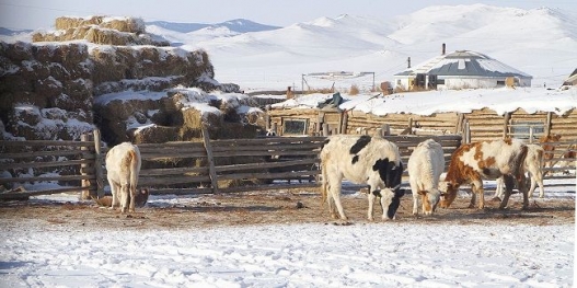 Бэлэнчлэх сэтгэлгээтэй Монгол малчид