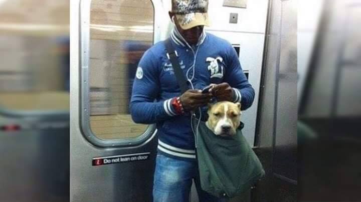Нью Йорк хотын метро "Цүнхний" нохойноос бусад нохойг метрогоор зорчихыг хоригложээ /Фото/ 