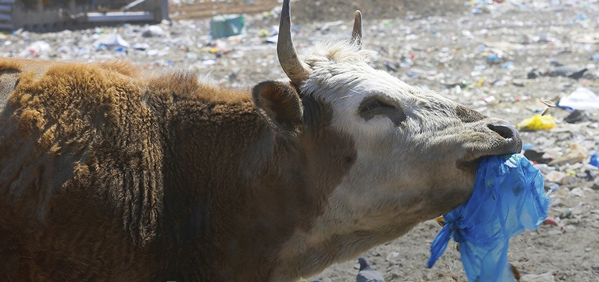 Үхрээ хогоор хооллодог Монголын эмгэнэл