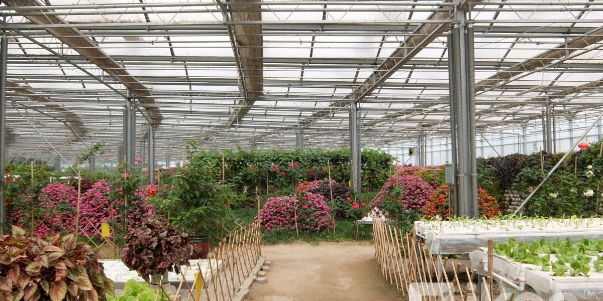 ФОТО: 1,700 гаруй төрлийн ургамал ургуулдаг Хөх хотын жишиг хүлэмж
