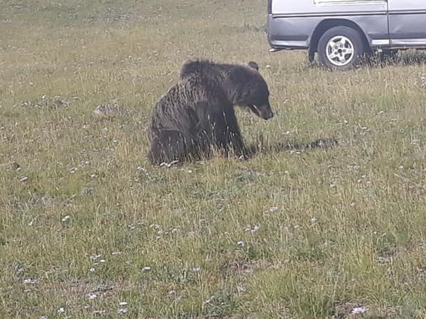 Цонжинболдогийн морьт хөшөөний орчимд баавгай орж иржээ