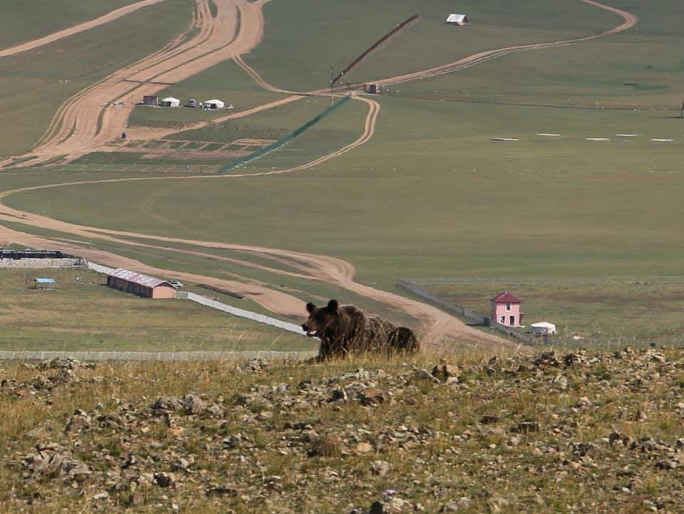 Баавгай буусан намар