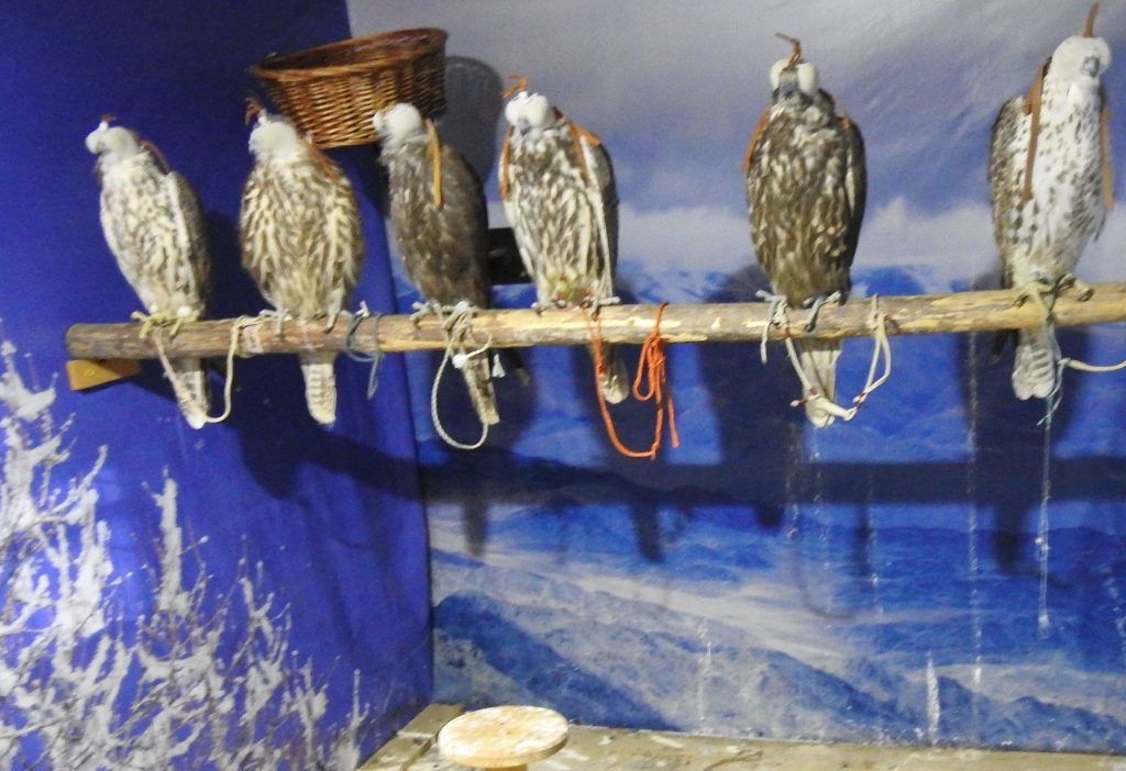  Идлэг шонхор шувуу барих үйл ажиллагаатай холбоотой зөрчил илэрлээ
