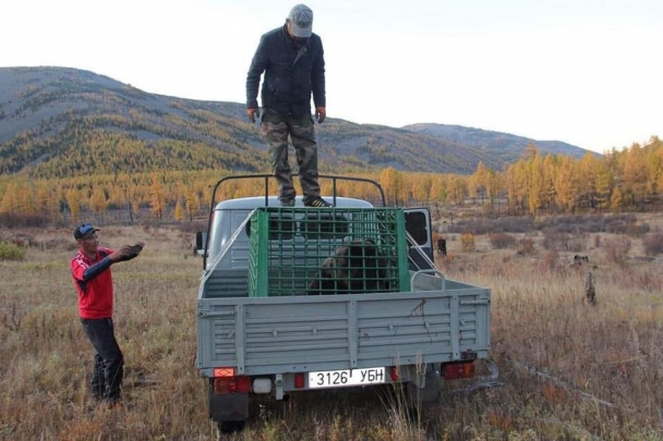 Сэрэмжлүүлэг: Баавгай айлын хот руу дайрч хүний аминд хүрчээ