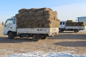 Өвөлжилт хүндэрсэн аймгуудын малчдад тэжээлийг 50 хувь хөнгөлж, өвс үнэгүй олгоно   