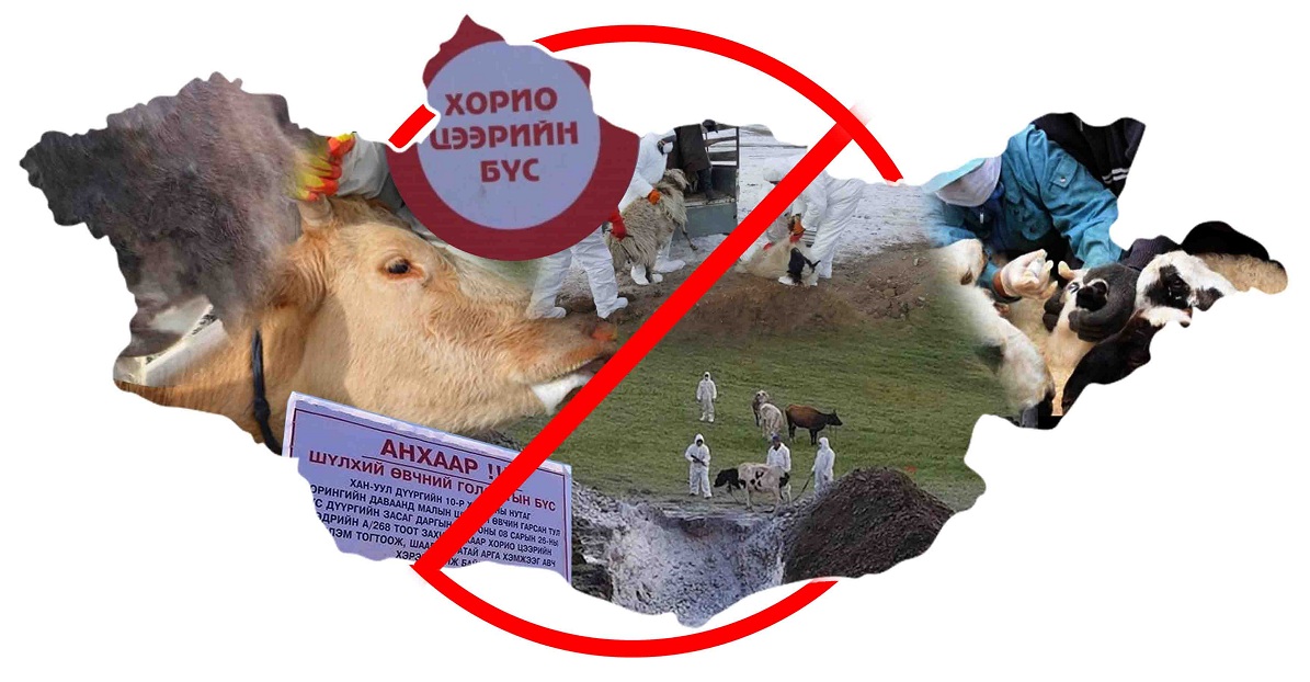 SOS! Малын халдварт өвчин гараагүй аймаг үлдсэнгүй