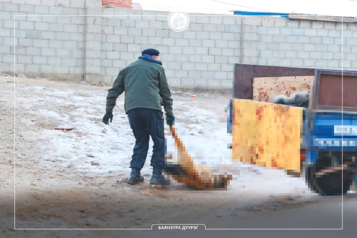 Эзэнгүй нохой, муурны устгал эхэллээ