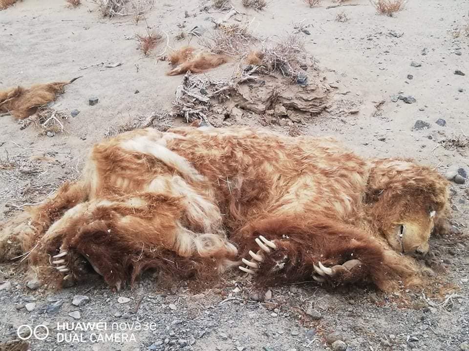 Мазаалай баавгайн үхсэн шалтгааныг тодруулахаар БОАЖЯ-наас ажлын хэсэг гарчээ