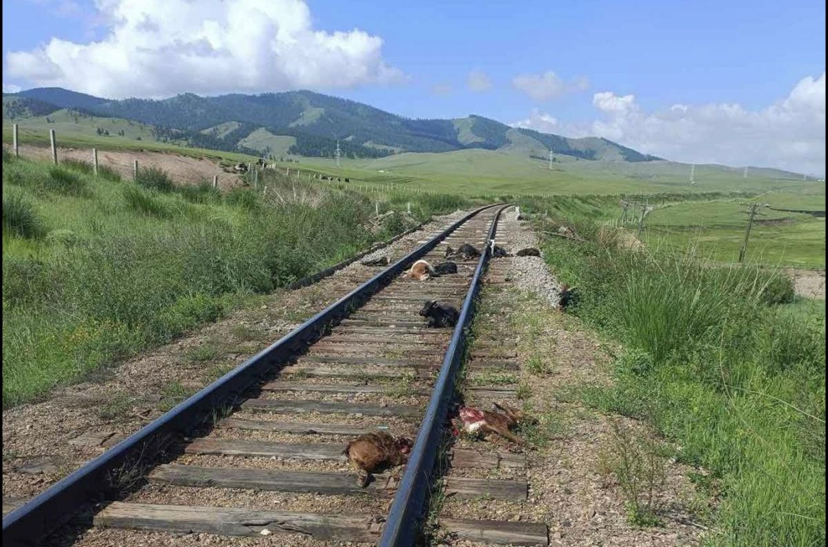 Төмөр замын хориг хашаанд 11 ямаа орж, галт тэргэнд дайруулжээ