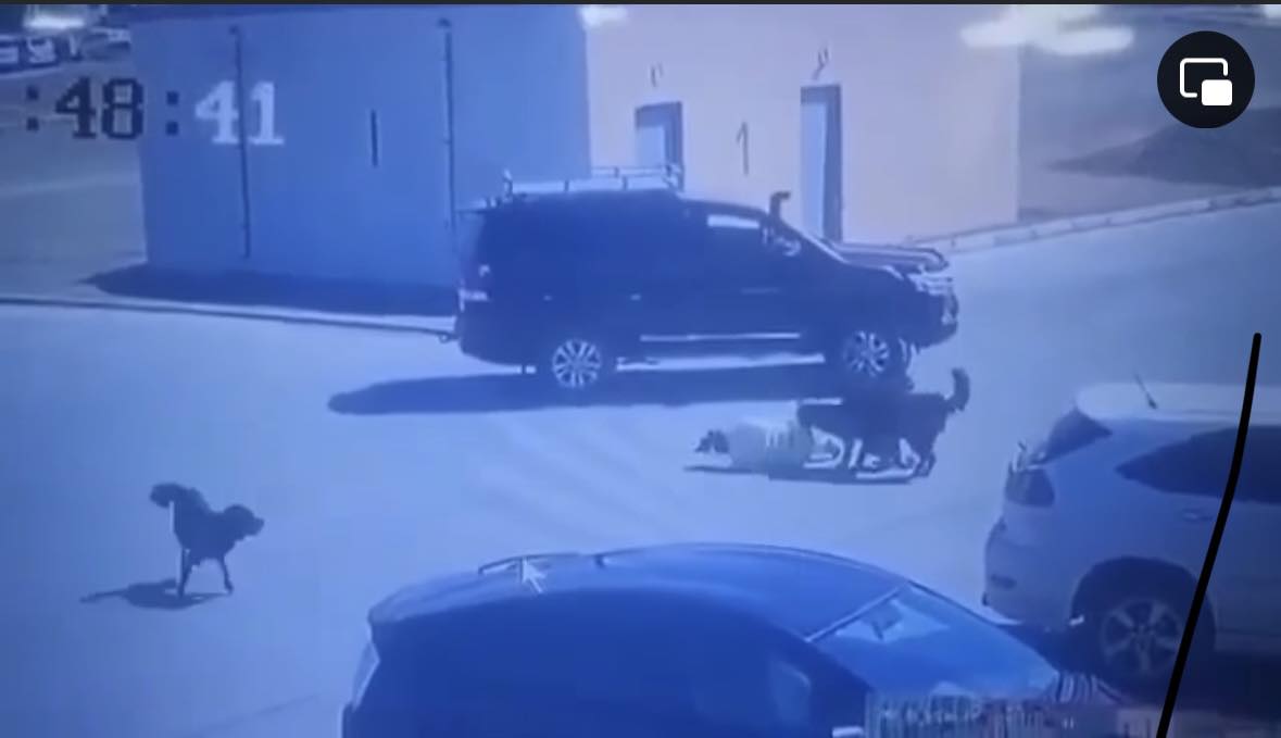 НОХОЙД ХАЗУУЛСАН ЭМЭГТЭЙД ТУСЛААГҮЙ ГЭХ ЖОЛООЧ: Би уг нь хашхирч, дуут дохиогоо дарсан
