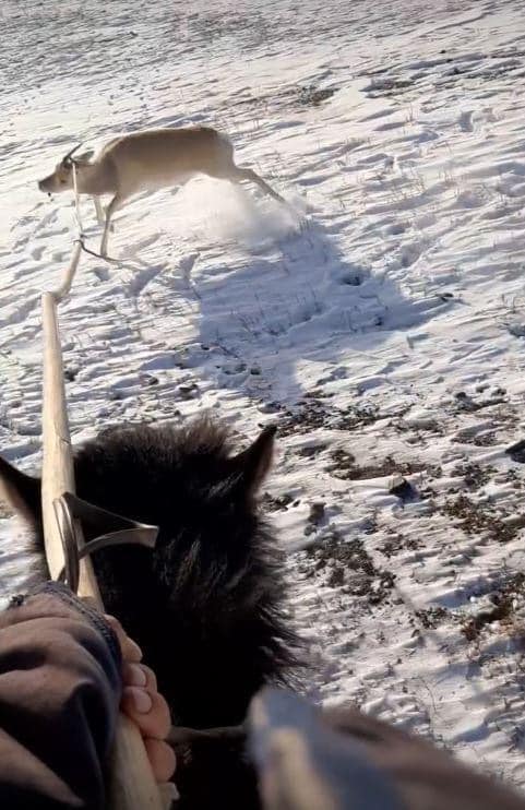 Цагаан зээр барьсан, агнасан гэх мэдээллүүд ташаа 