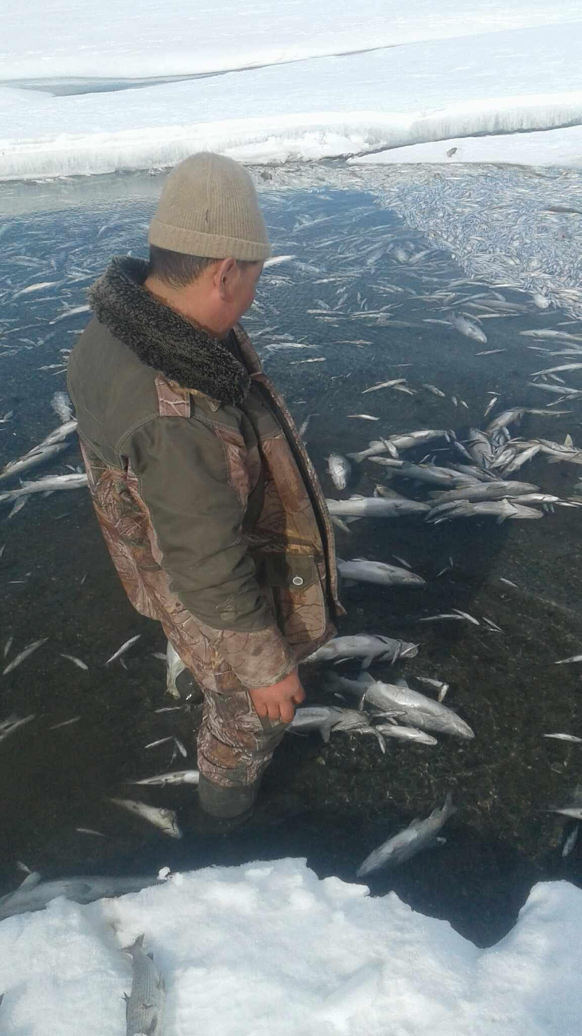 Даян нуурын баруун эрэгт загас үхсэн асуудлыг судалж байна