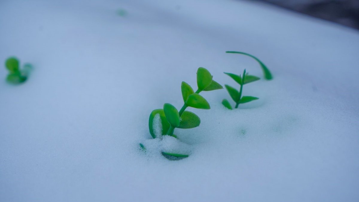 Өнөөдөр төв болон зүүн аймгуудын уулархаг нутгаар цас орно