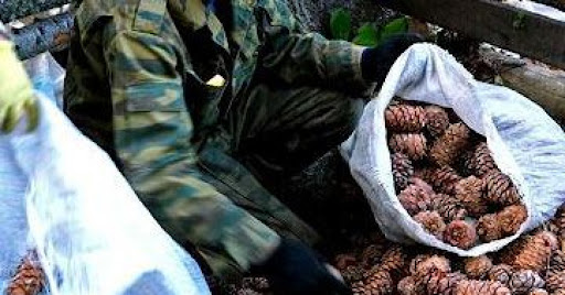 Нэг килограмм самар 22 мянган төгрөгийн үнэтэй байна Нэг килограмм самар 22 мянган төгрөгийн үнэтэй байна