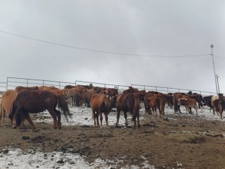 Нийслэлийн мал аж ахуй эрхлэхийг хориглосон бүсэд малаа оруулсан 28 иргэнд зөрчлийн хуулиар арга хэмжээ авчээ