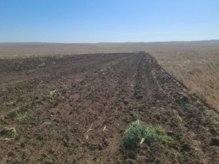 Сэтгэцэд нөлөөлөх үйлчилгээтэй таримал олс төрлийн ургамал тариалсан байсныг илрүүлжээ