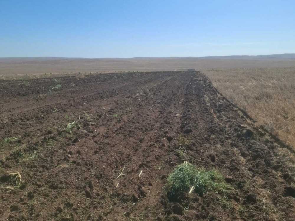 Сэтгэцэд нөлөөлөх үйлчилгээтэй таримал олс төрлийн ургамал тариалсан байсныг илрүүлжээ