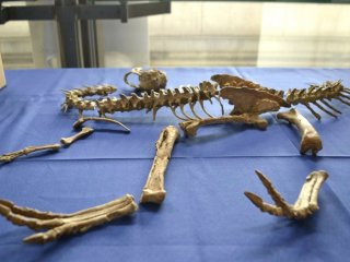 Монгол Улсын нутаг дэвсгэрээс хулгайлагдаж, хууль бусаар хилээр нэвтрүүлсэн үлэг гүрвэлийн чулуужсан олдворыг эргүүлэн авлаа