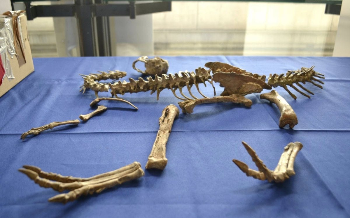 Монгол Улсын нутаг дэвсгэрээс хулгайлагдаж, хууль бусаар хилээр нэвтрүүлсэн үлэг гүрвэлийн чулуужсан олдворыг эргүүлэн авлаа