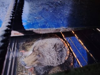 Тэс суманд орж ирсэн баавгайг Хан хэнтийн тусгай хамгаалалттай газарт шилжүүлэхээр болжээ