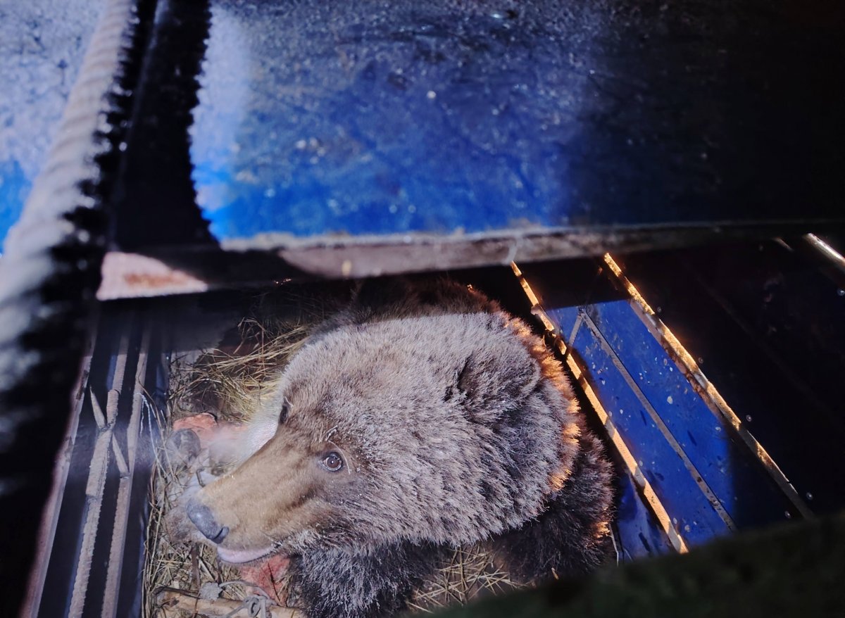 Тэс суманд орж ирсэн баавгайг Хан хэнтийн тусгай хамгаалалттай газарт шилжүүлэхээр болжээ