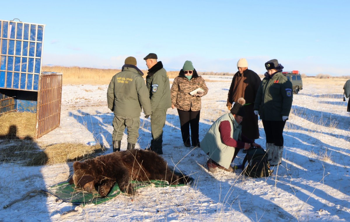 Уулнаас бууж ирсэн баавгайг унтуулж, Хан хэнтийн тусгай хамгаалалттай газарт шилжүүлнэ