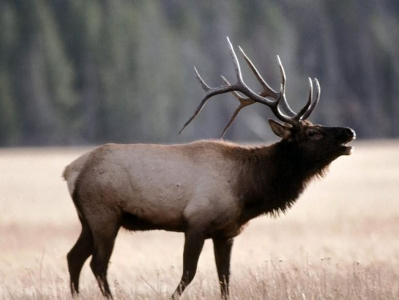 Бугын эвэрт сүлбүүлж амиа алдсан байж болзошгүй хэргийг шалгаж байна