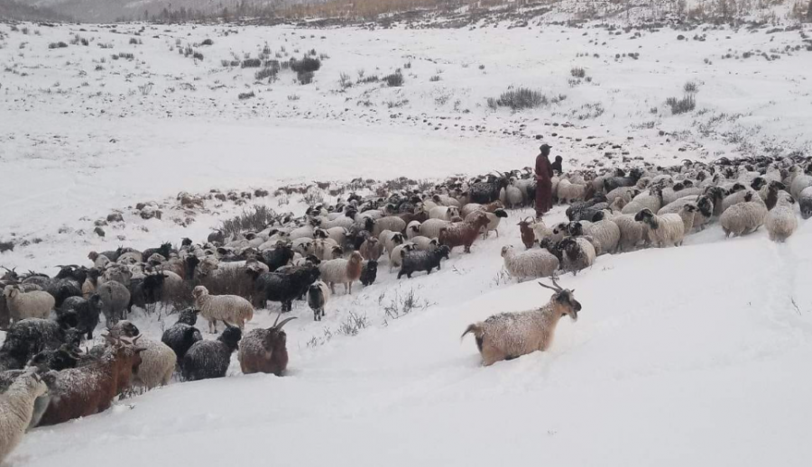 11 аймгийн 52 суманд цагаан зудтай байна