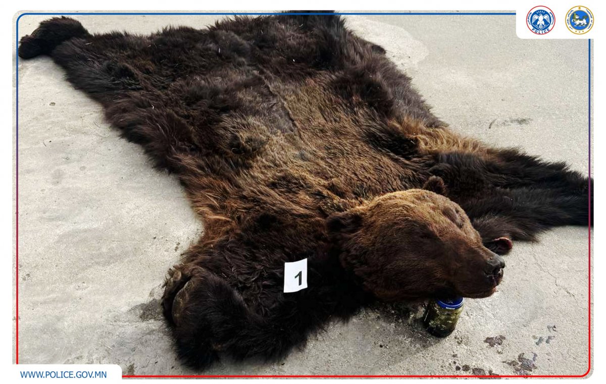 Ховор, нэн ховор амьтан хууль бусаар агнасан долоон, ховор ургамал бэлтгэсэн нэг гэмт хэргийг илрүүлжээ