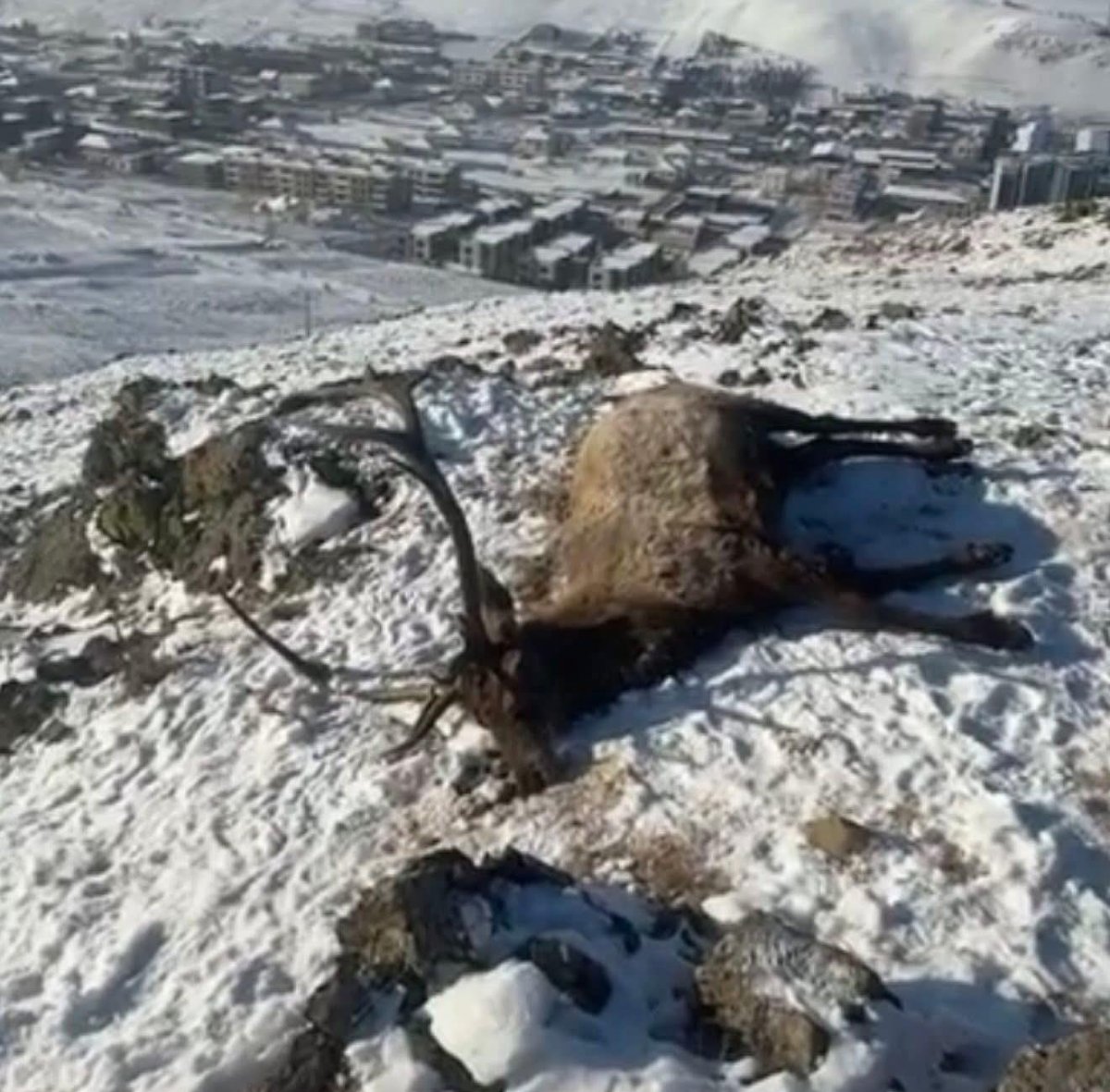 Албан шаардлагыг удаа дараа биелүүлээгүйн улмаас зэрлэг амьтан гэмтжээ 