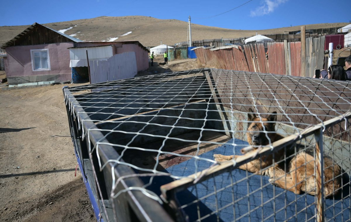 Нохой, муураа тэжээх боломжгүй болсон тохиолдолд түр асрах байранд шилжүүлэх, эзэнтэй болгохыг уриалж байна