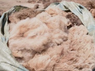 Сүхбаатар, Дорнод аймагт нэг кг ноолуур 180 мянган төгрөгийн үнэтэй байна