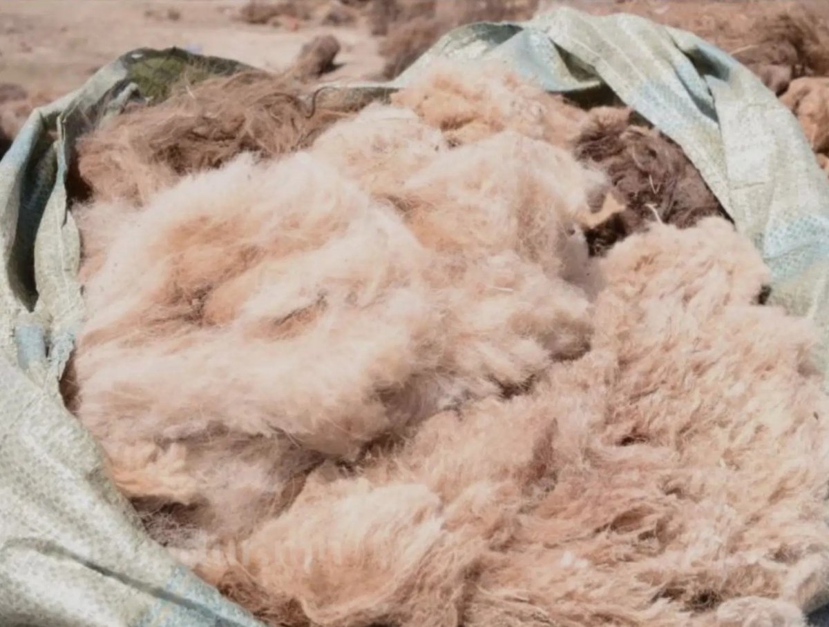 Сүхбаатар, Дорнод аймагт нэг кг ноолуур 180 мянган төгрөгийн үнэтэй байна