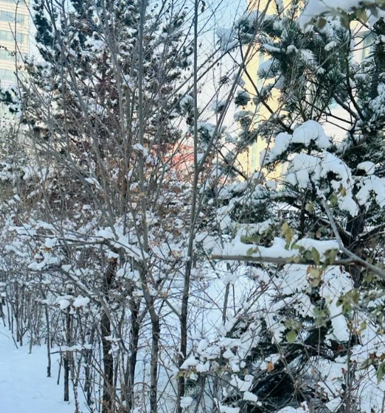 Улаанбаатарт 2 хэм дулаан, ялимгүй цастай