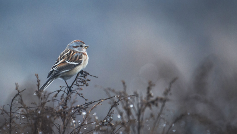 ТАНИЛЦ: Тавдугаар сарын цаг агаарын төлөв