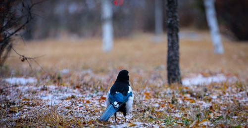 Улаанбаатарт өдөртөө 12 хэм дулаан байна