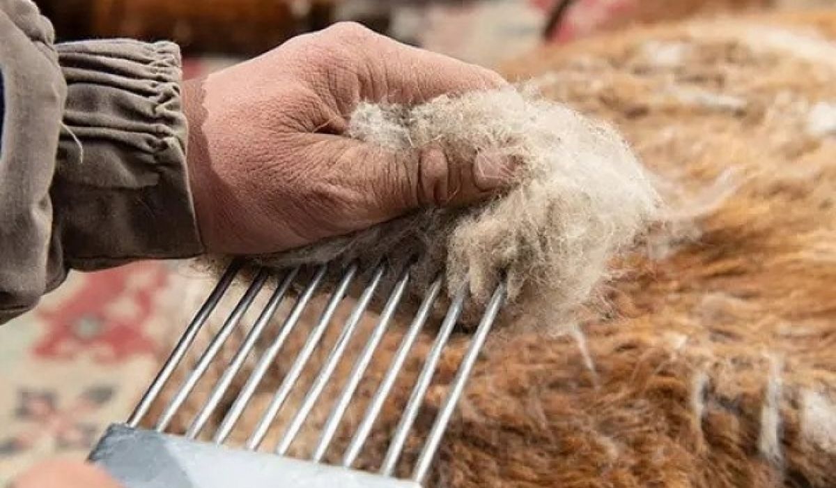 ҮНЭ ХАНШ: Хөвсгөл, Архангай аймагт нэг килограмм ноолуур 208-212 мянган төгрөгийн үнэтэй байна