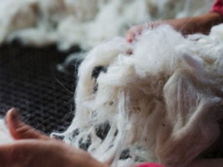 ҮНЭ ХАНШ: Өнөөдрийн байдлаар ноолуур 190-210 мянган төгрөгийн үнэтэй байна