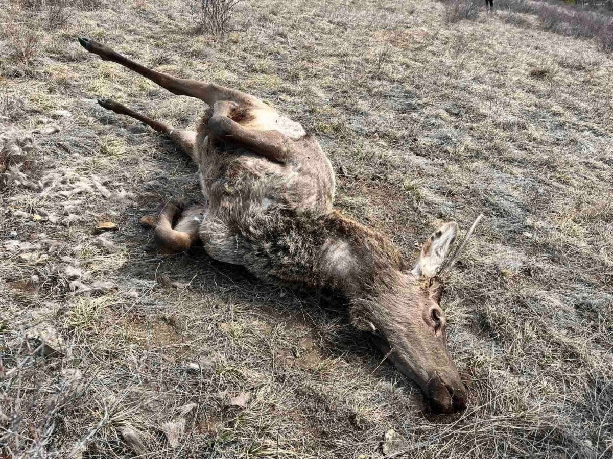 Халиун бугыг агнасан хэргийг Экологийн цагдаагийн алба шалгаж байна