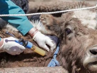  Наадмын амралтаар шүлхий өвчний голомттой бүс нутгаар зорчихгүй байхыг АНХААРУУЛАВ 